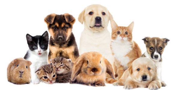 Pet Care